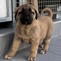 Kangal