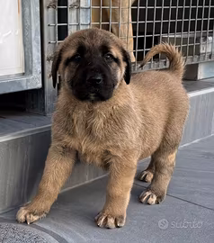 Kangal
