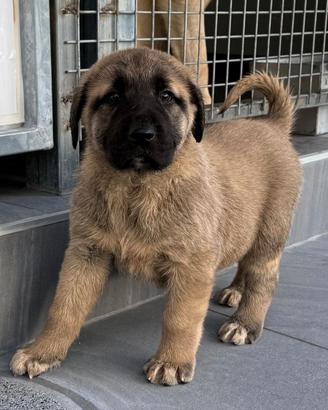 Kangal