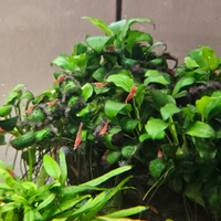 Neocaridine Davidi Red Cherry