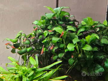 Neocaridine Davidi Red Cherry