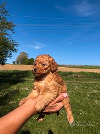 Cuccioli di barboncino nano