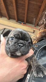Cuccioli bulldog francese