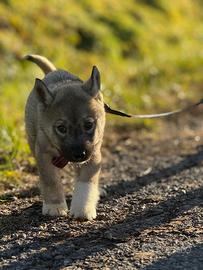 Siberian Husky con pedigree enci