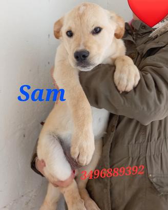 Tre cuccioli in canile