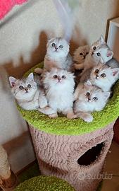 Ultimi gattini Scottish silver