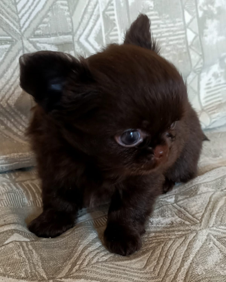 Chihuahua strepitosi