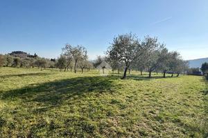 TER. AGRICOLO A PONTASSIEVE