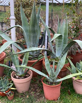 Pianta grassa Agave Americana varie dimensioni