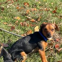 Due cuccioli