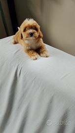 Maltese - maltipoo - maschio alfa