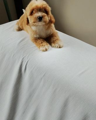 Maltese - maltipoo - maschio alfa