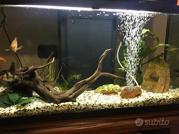Acquario