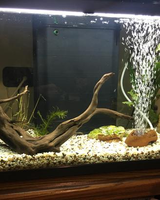 Acquario