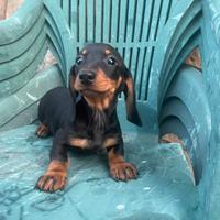 Cuccioli di bassotto