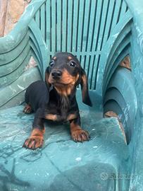 Cuccioli di bassotto