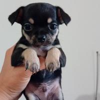 Chihuahua mini