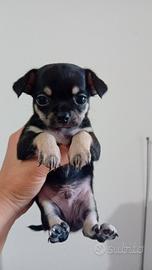 Chihuahua mini