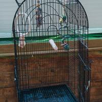 gabbia grande x cenerino 