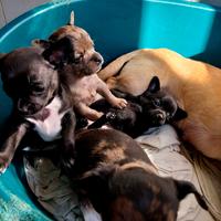 Chihuahua taglia piccola