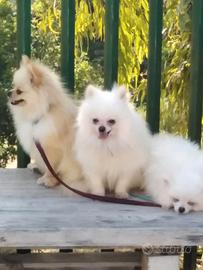 Spitz binco femmina