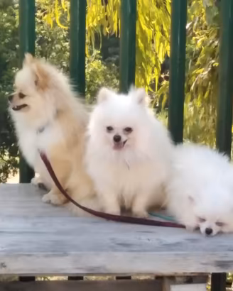 Spitz binco femmina