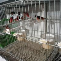 Cardinalini del Venezuela