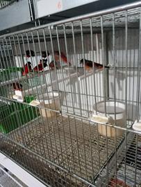 Cardinalini del Venezuela