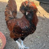 Galline Padovane