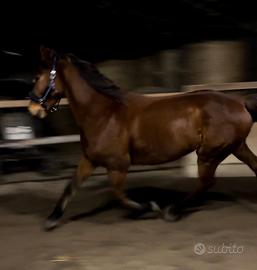 Cavallo