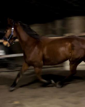 Cavallo