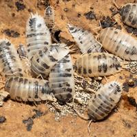 Porcellio laevis dairy cow