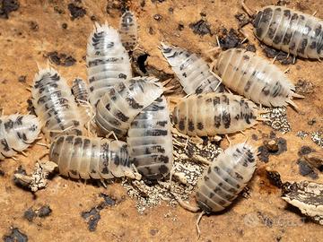 Porcellio laevis dairy cow