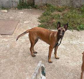 Femmina Malinois pitbull 9 mesi