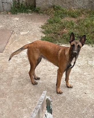 Femmina Malinois pitbull 9 mesi