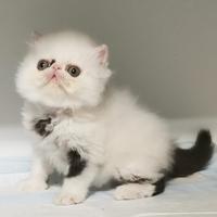 Gatto Persiano