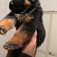 Pastore Tedesco cuccioli disponibili