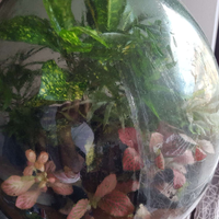 Piante vere in bottiglia Terrarium