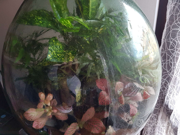 Piante vere in bottiglia Terrarium