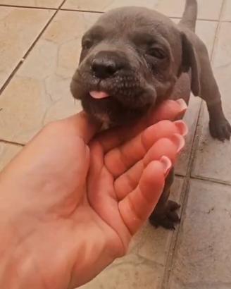 cucciola corso originale 