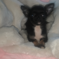 Chihuahua 3 mesi , toy