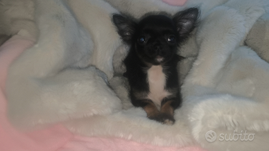 Chihuahua 3 mesi , toy