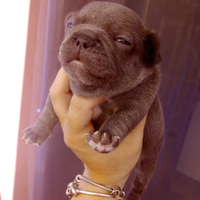 Bulldog francese