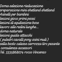 Pony cavalli muli asini