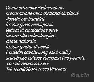 Pony cavalli muli asini