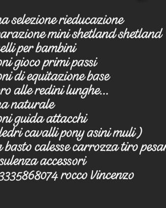 Pony cavalli muli asini