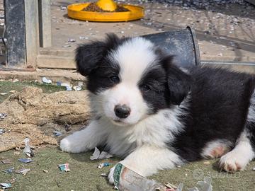 Cuccioli border collie
