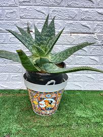 ALOE SAPONARIA 