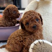 Cucciolo barboncino toy red