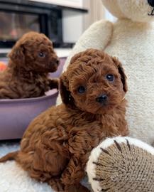 Cucciolo barboncino toy red